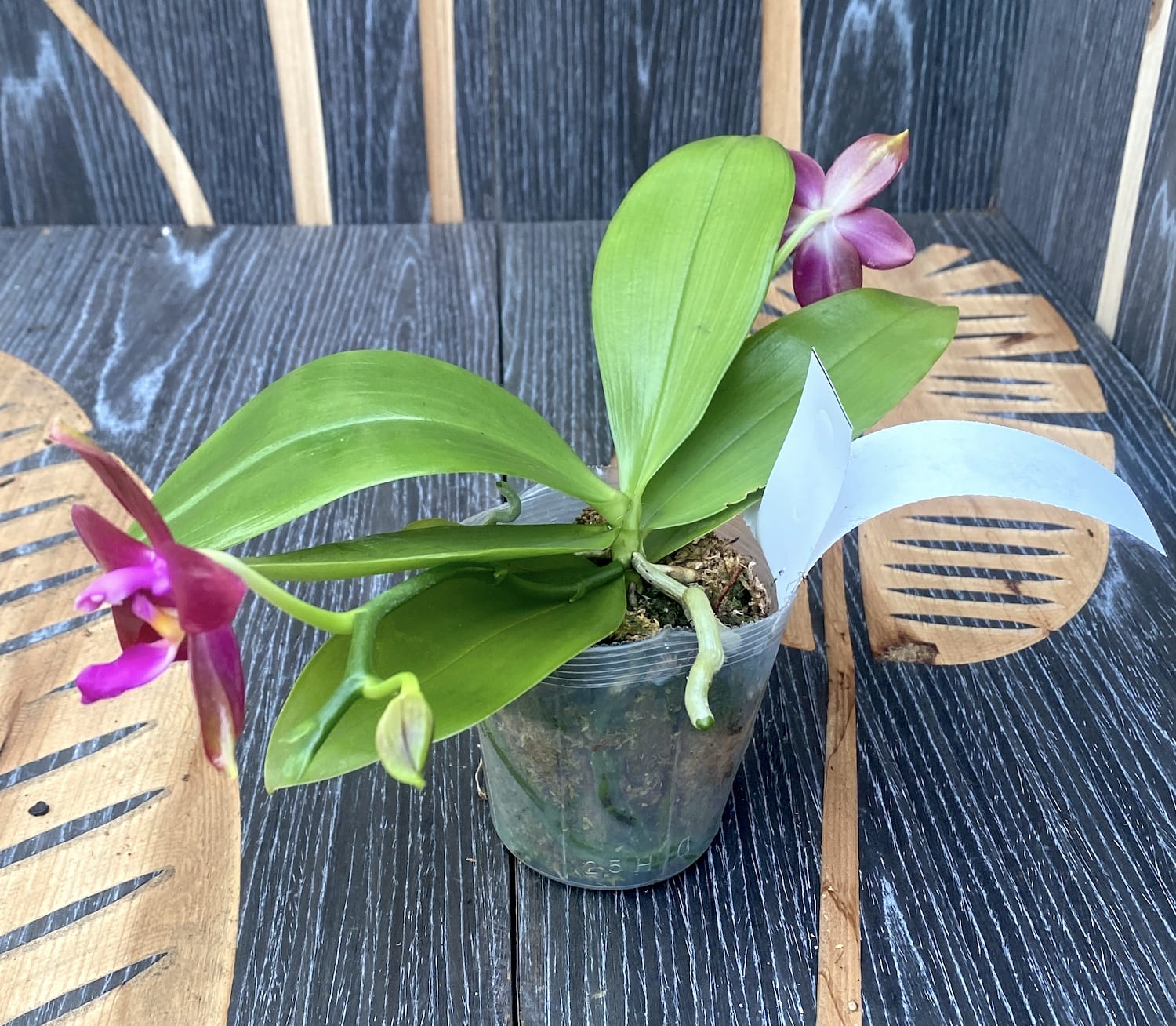 Phalaenopsis Yaphon Sensational - intensiv duftende Blüten