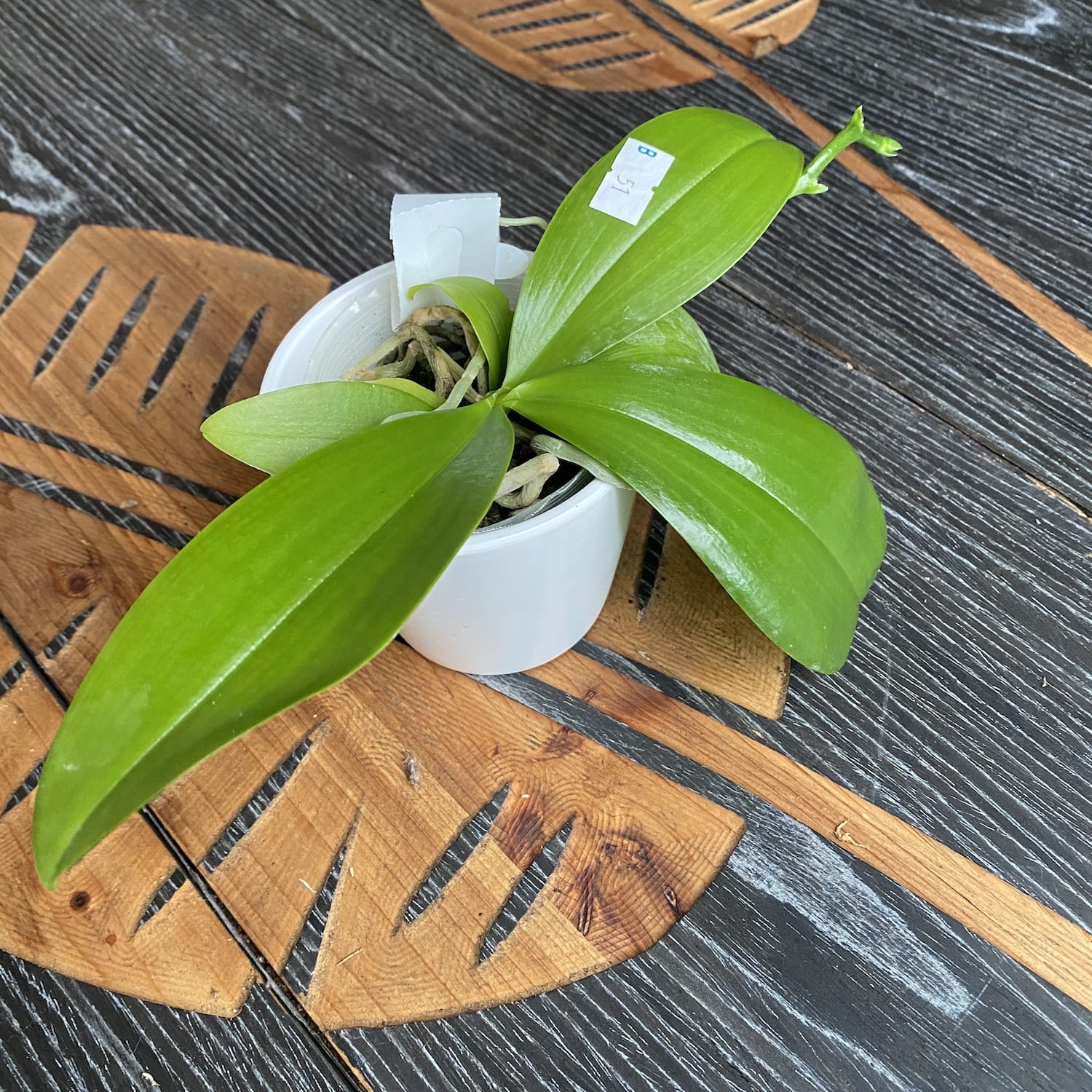 Phalaenopsis Yaphon Sensational - fleurs intensément parfumées