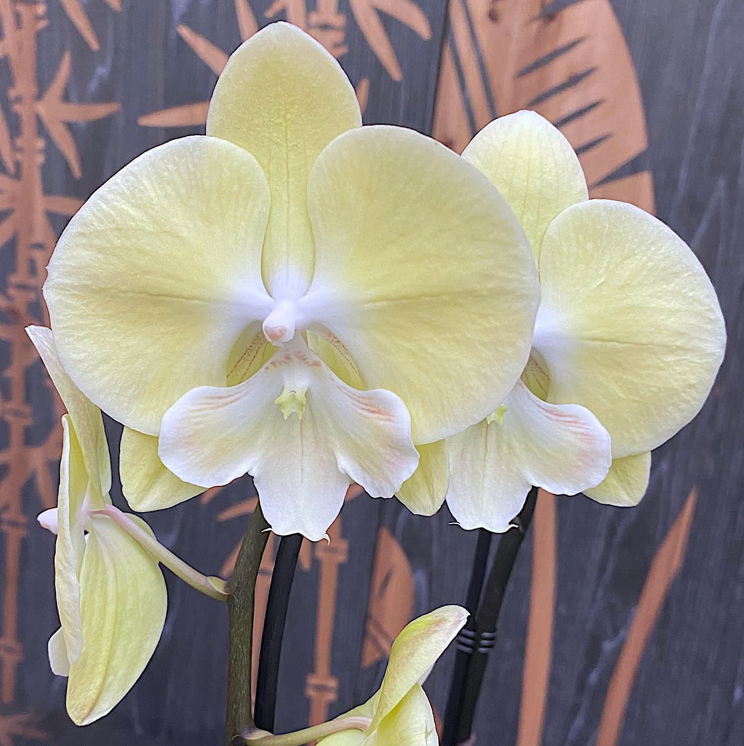Phalaenopsis Yellow Bridge (grande labbro)