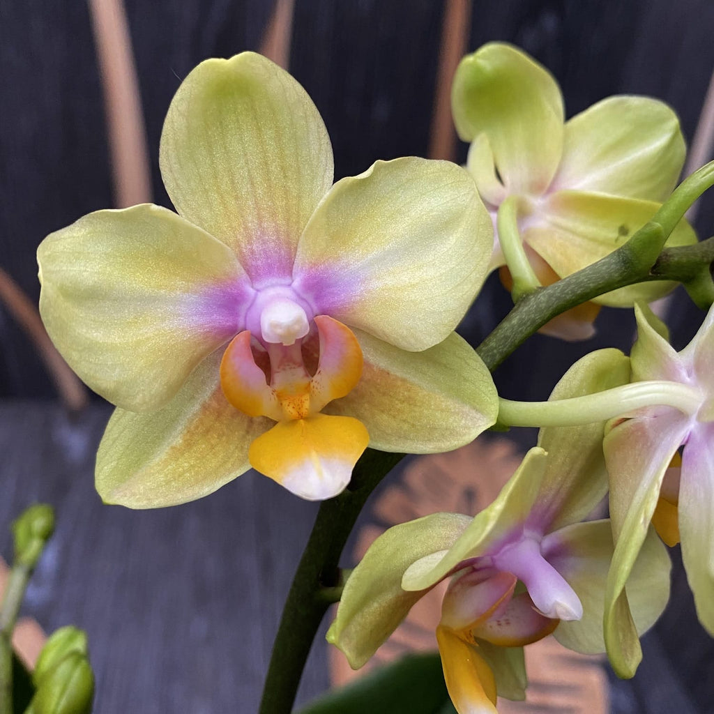 Phalaenopsis Yellow Sun - tuoksuvat kukat