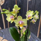 Phalaenopsis Yellow Sun - flori parfumate