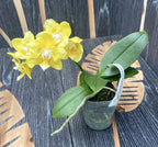 Phalaenopsis Younghome Golden Pixie (αρωματικό πελώριο)