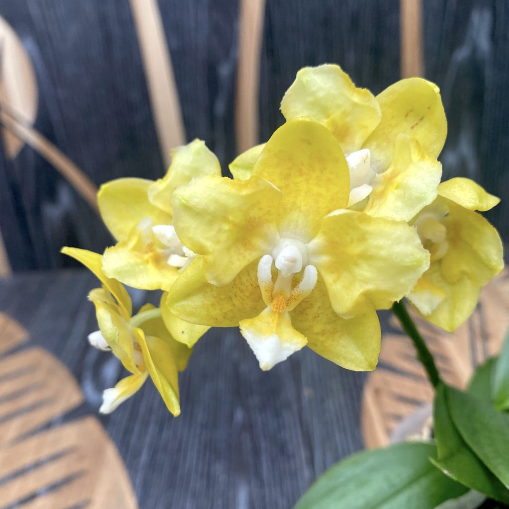Phalaenopsis Younghome Golden Pixie (voňavý pelorický)
