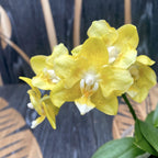 Phalaenopsis Younghome Golden Pixie (αρωματικό πελώριο)