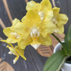 Phalaenopsis Younghome Golden Pixie (αρωματικό πελώριο)