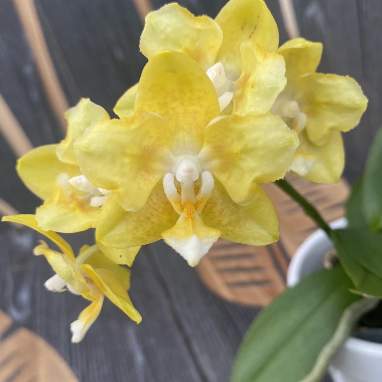Phalaenopsis Younghome Golden Pixie (pelorique parfumé)