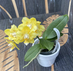 Phalaenopsis Younghome Golden Pixie (αρωματικό πελώριο)