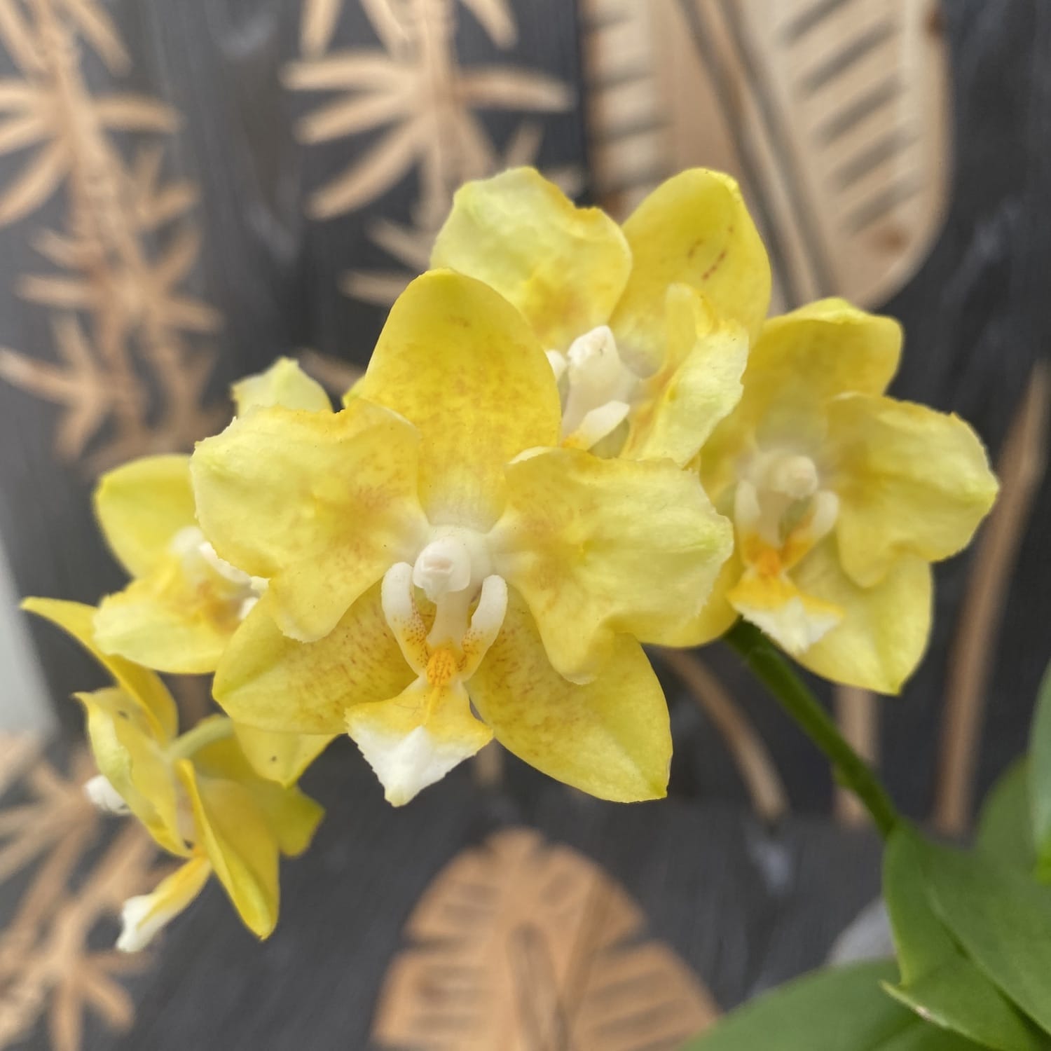 Phalaenopsis Younghome Golden Pixie (pelorique parfumé)