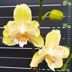 Phalaenopsis Younghome Green Dancer '390' (pelorisch & große Lippe)