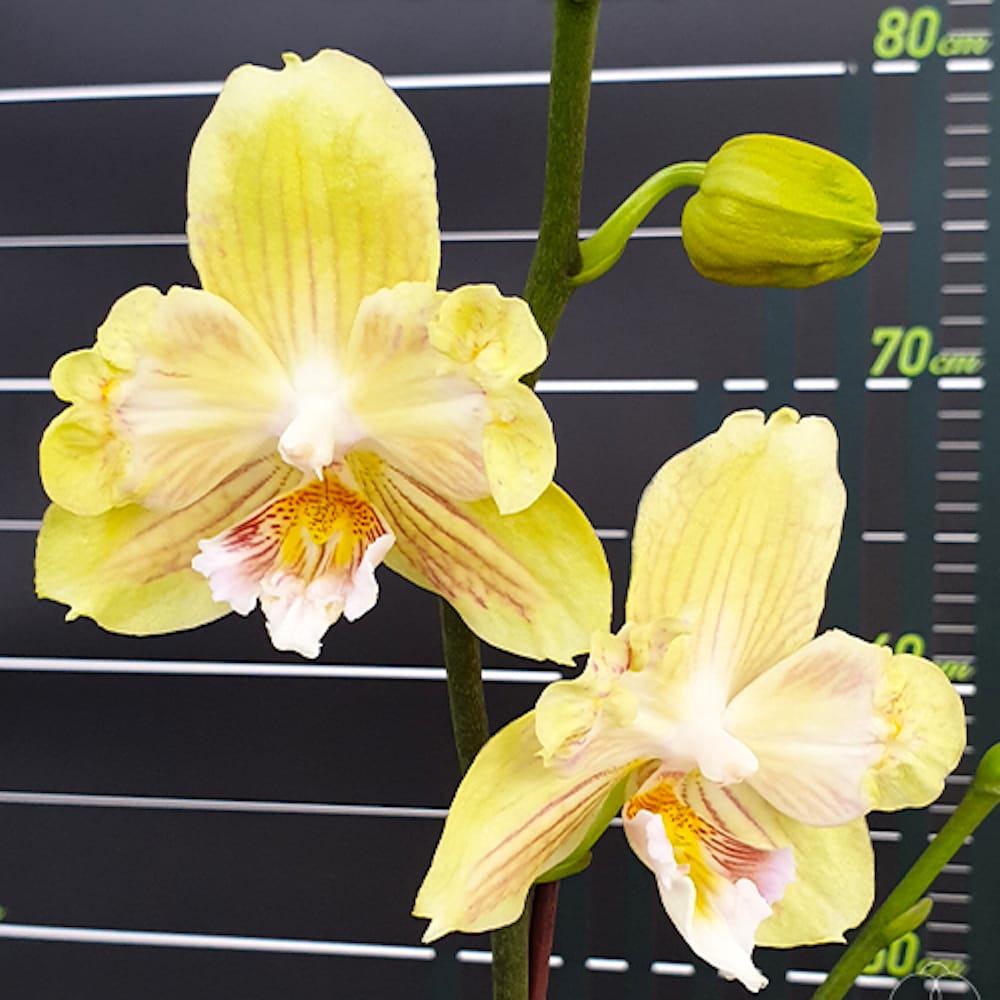 Phalaenopsis Younghome Green Dancer '390' (peloric & big lip)