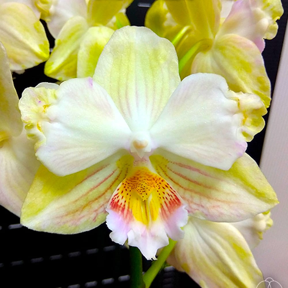 Phalaenopsis Younghome Green Dancer '390' (peloric & big lip)