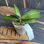 Phalaenopsis Younghome Green Dancer '519' (peloric)