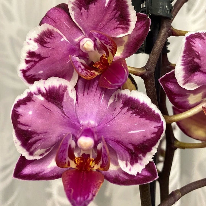 Phalaenopsis Younghome Kaleido