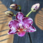 Phalaenopsis Younghome Kaleido