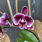 Phalaenopsis Younghome Kaleido