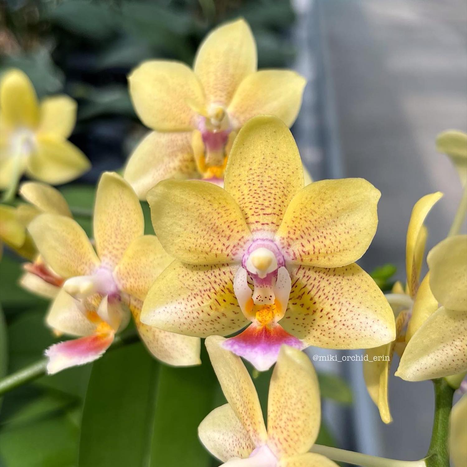 Phalaenopsis Younghome Lucky Star '0025'