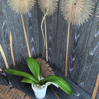 Phalaenopsis Younghome New York - XL virágok