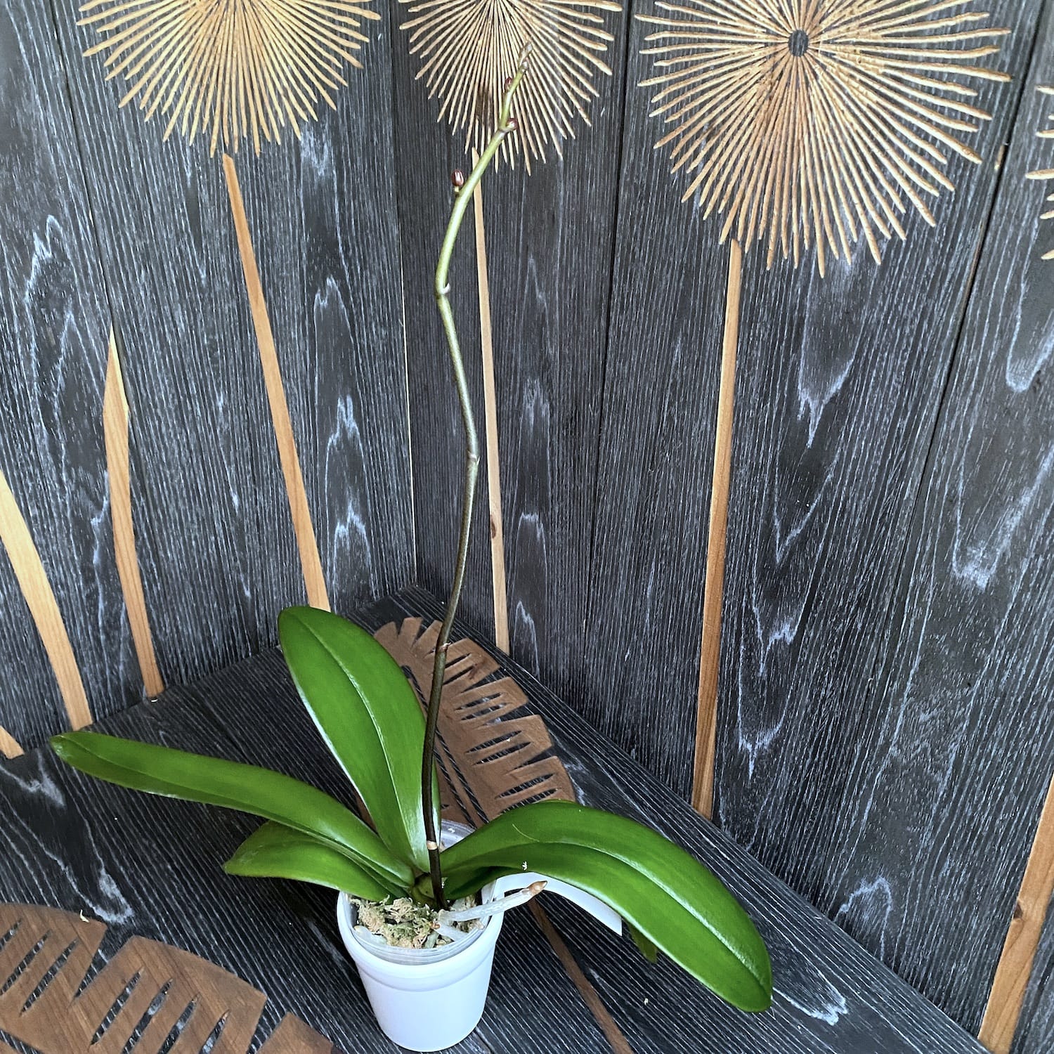 Phalaenopsis Younghome New York - flori XL