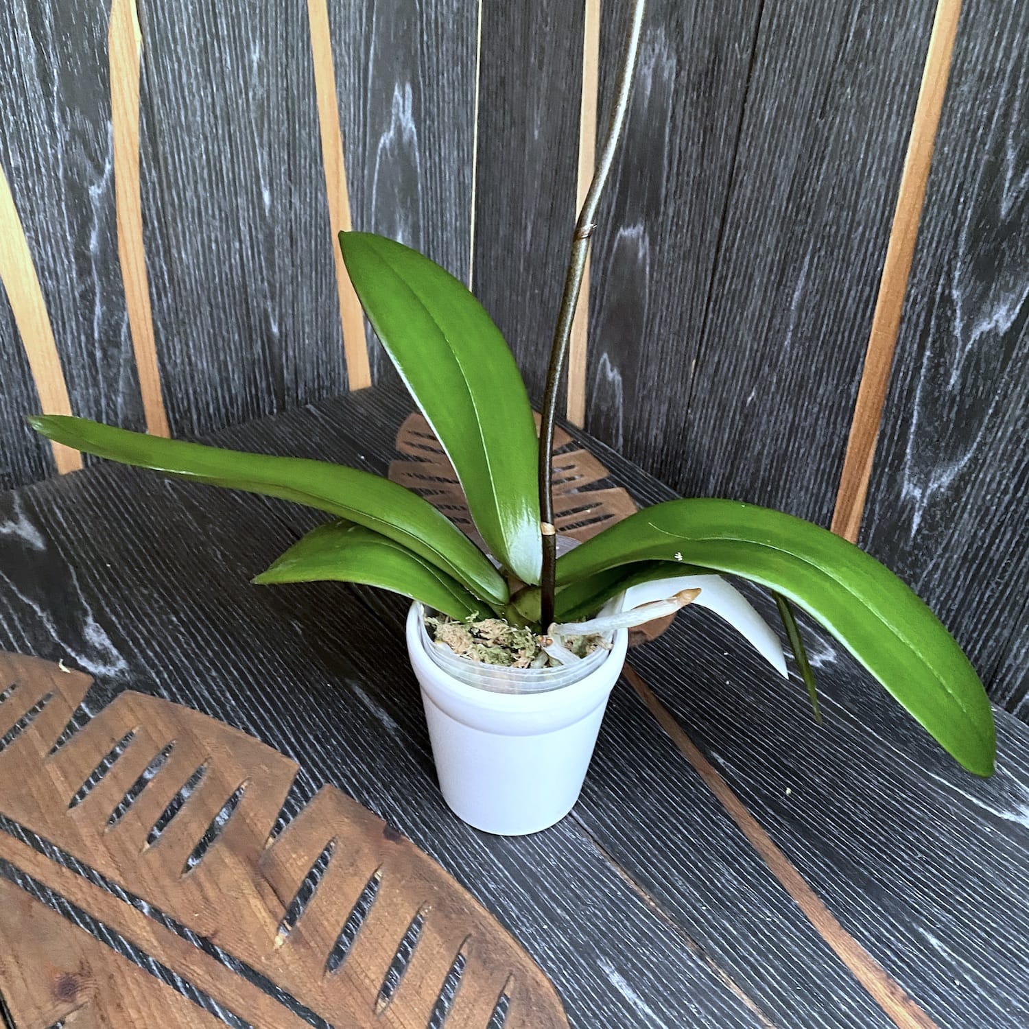 Phalaenopsis Younghome New York - flori XL