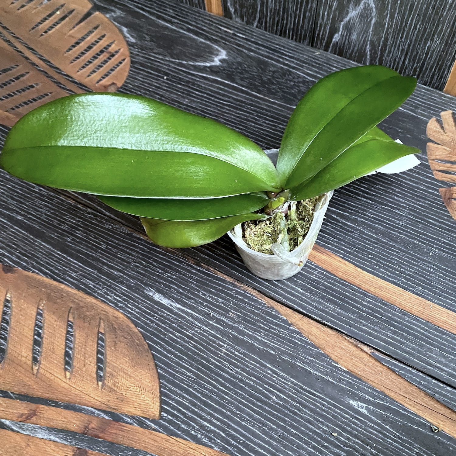 Phalaenopsis Younghome Pinying '0792' - Velká pysk