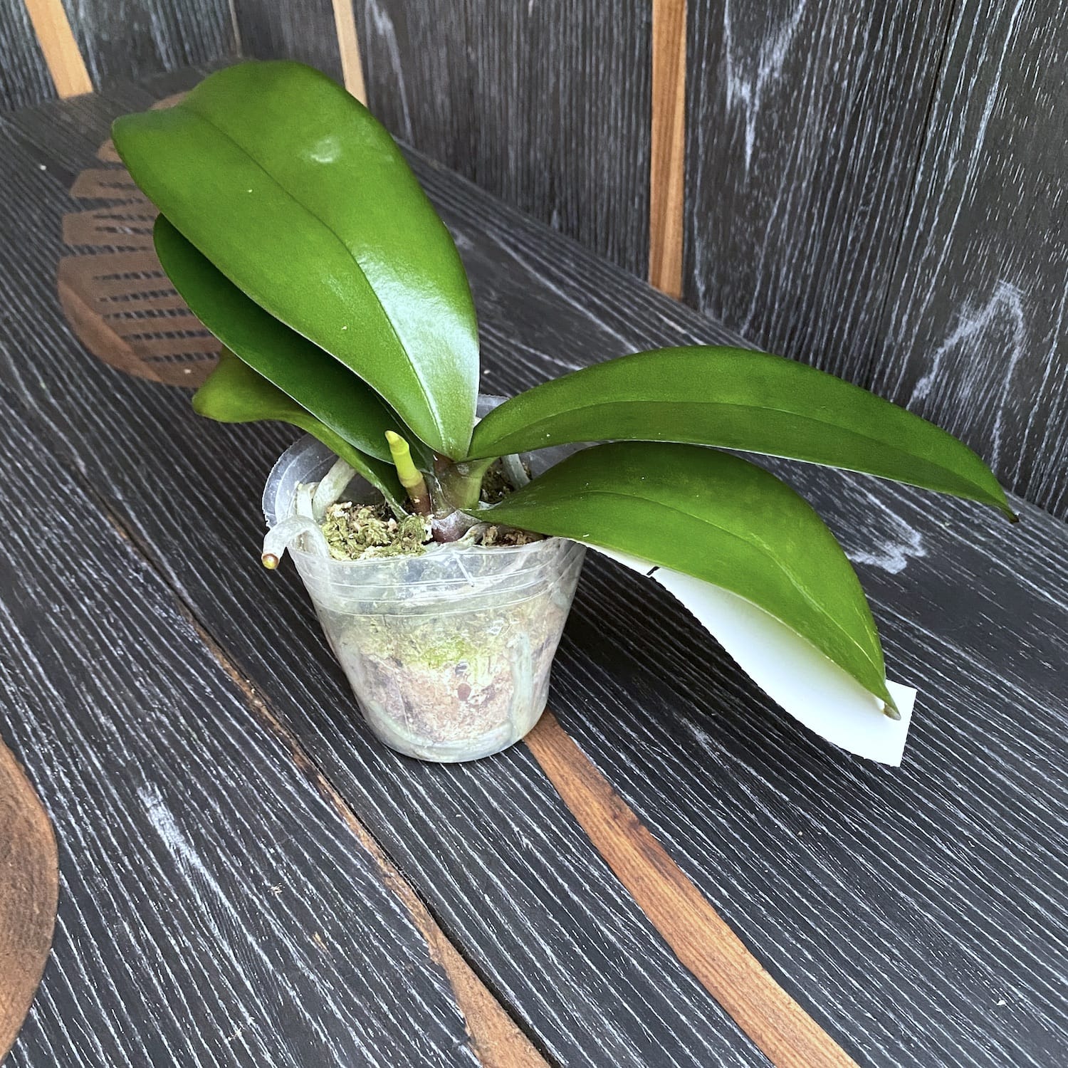 Phalaenopsis Younghome Pinying '0792' - Velká pysk