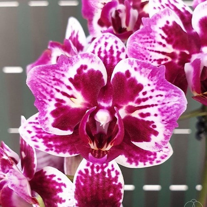 Phalaenopsis Younghome Summer (peloric)