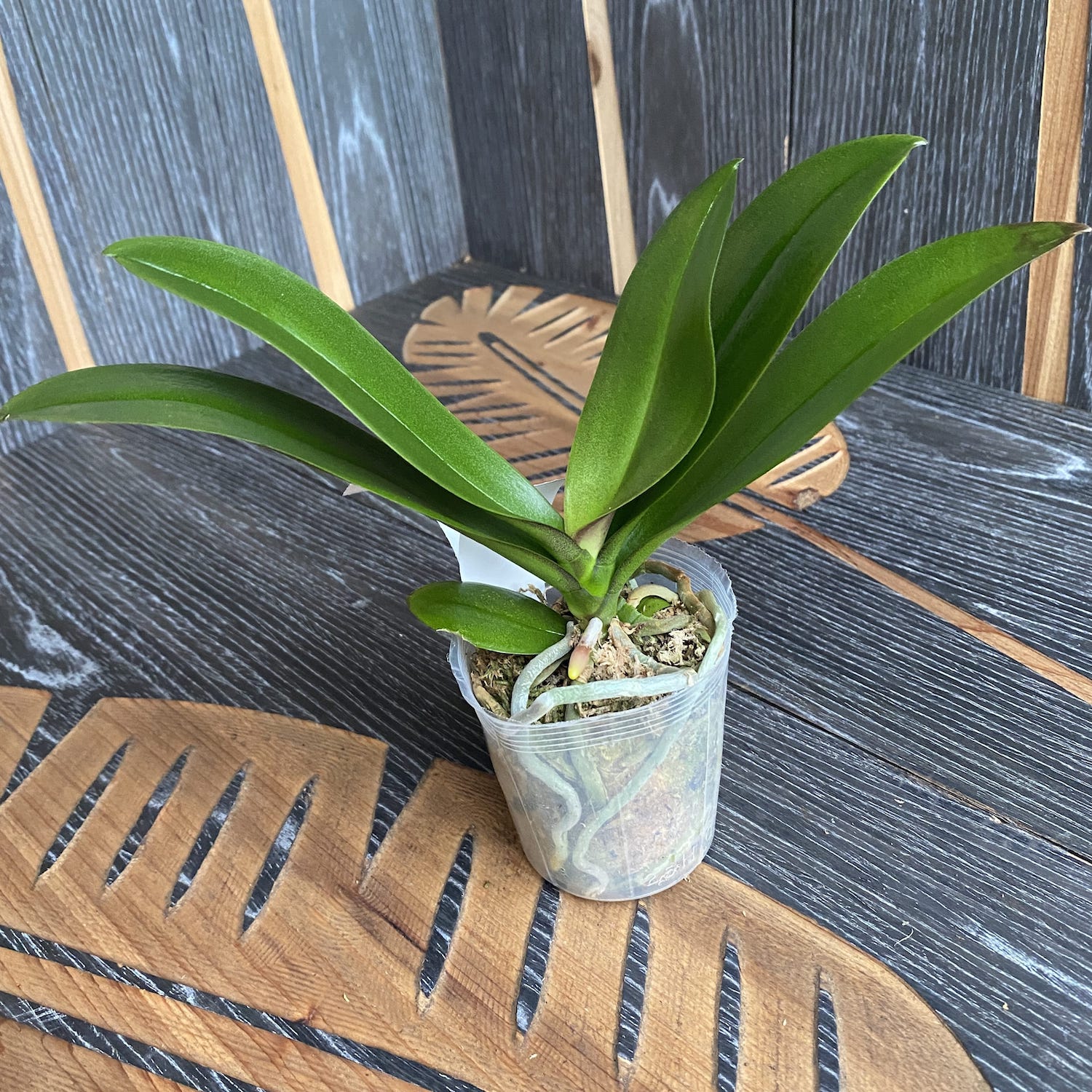 Phalaenopsis Younghome Summer (peloric)