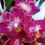 Phalaenopsis Younghome Sweety × Sogo Yenlin (pelorica)