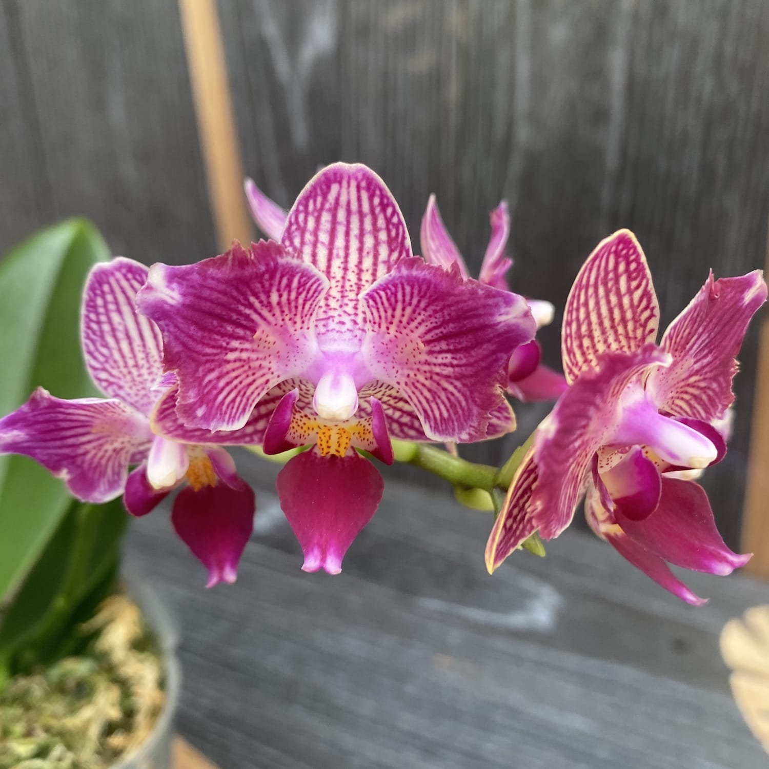 Phalaenopsis Younghome Sweety × Sogo Yenlin (peloric)