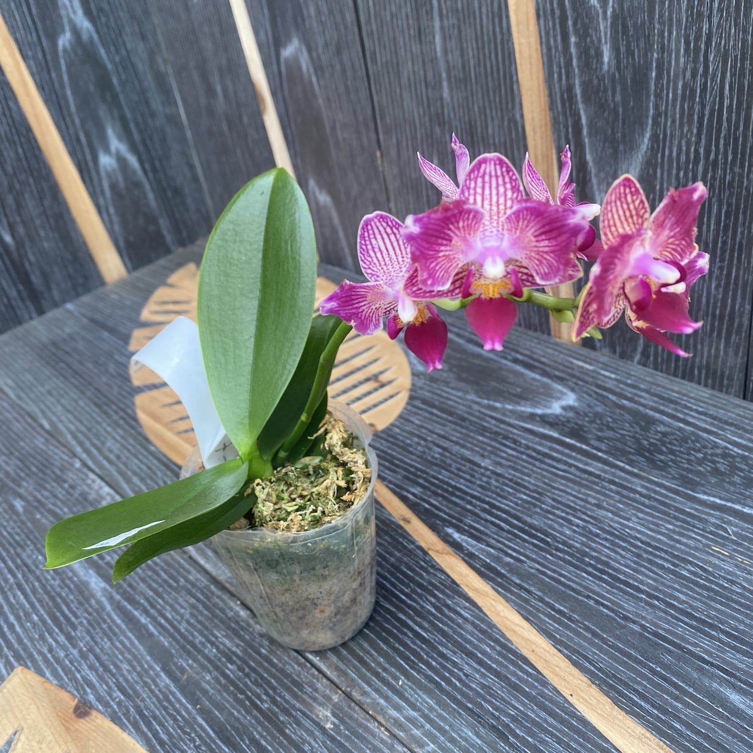 Phalaenopsis Younghome Sweety × Sogo Yenlin (peloric)