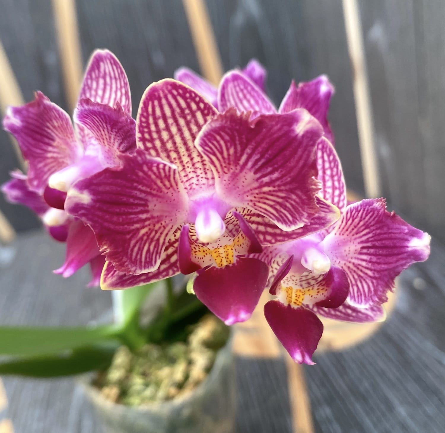 Phalaenopsis Younghome Sweety × Sogo Yenlin (peloric)