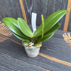 Phalaenopsis Younghome Walle '05103' - labio grande