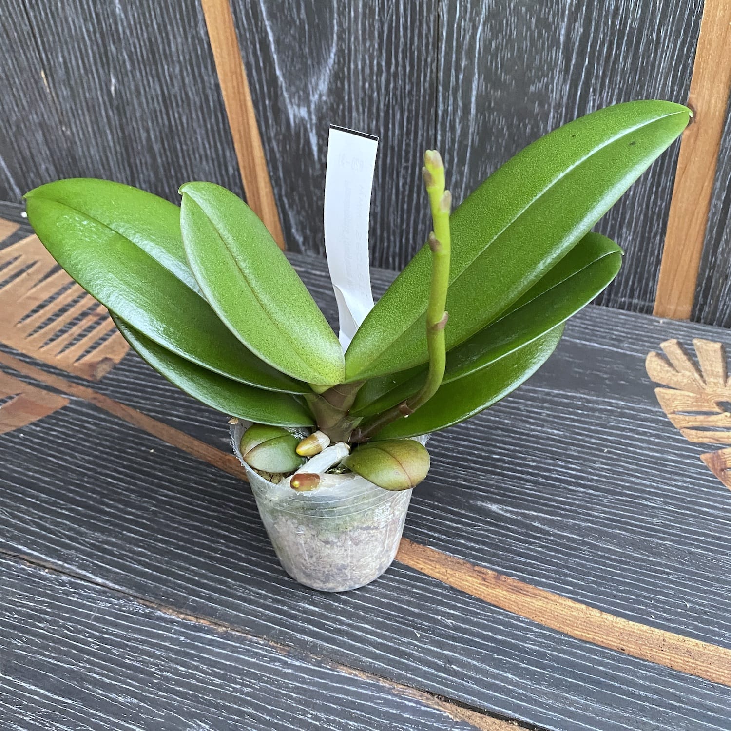 Phalaenopsis Younghome Walle '05103' - grande lèvre