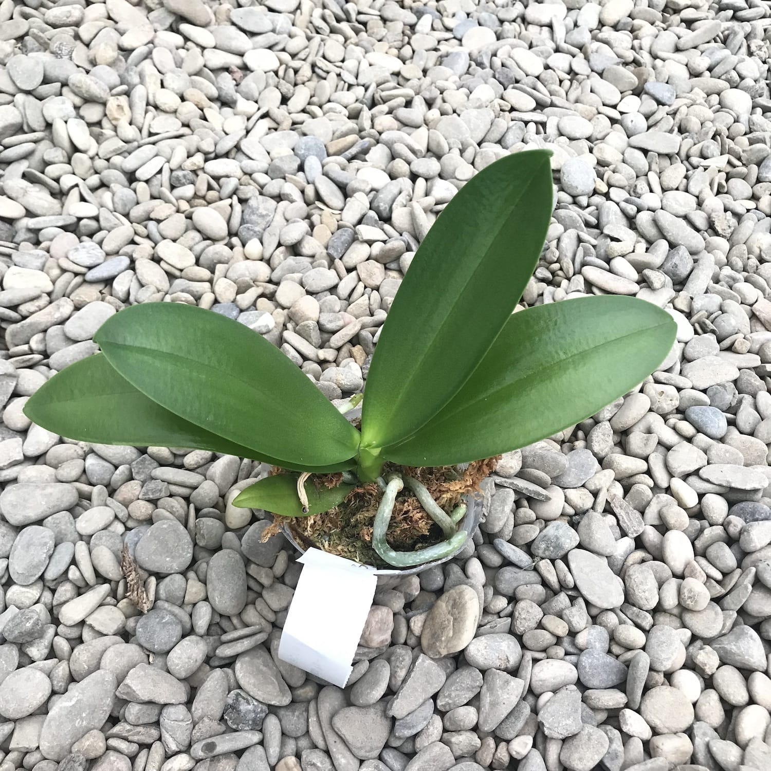 Phalaenopsis Yu-Yang Kleiner Pfau '381'