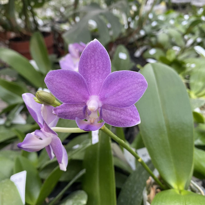 Phalaenopsis Yu-Yang Little Peacock '387'