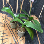 Phalaenopsis Yu Pin Burgund '5051'