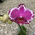 Phalaenopsis Yu Pin Burgund '5051'