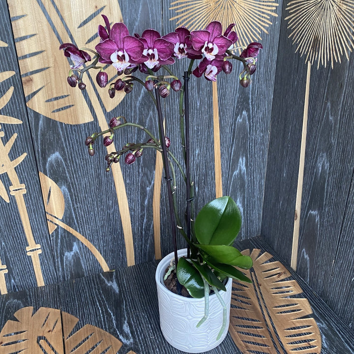 Phalaenopsis Yuka