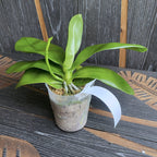 Phalaenopsis Zheng Min Parakeet 'Peter' *fragrant