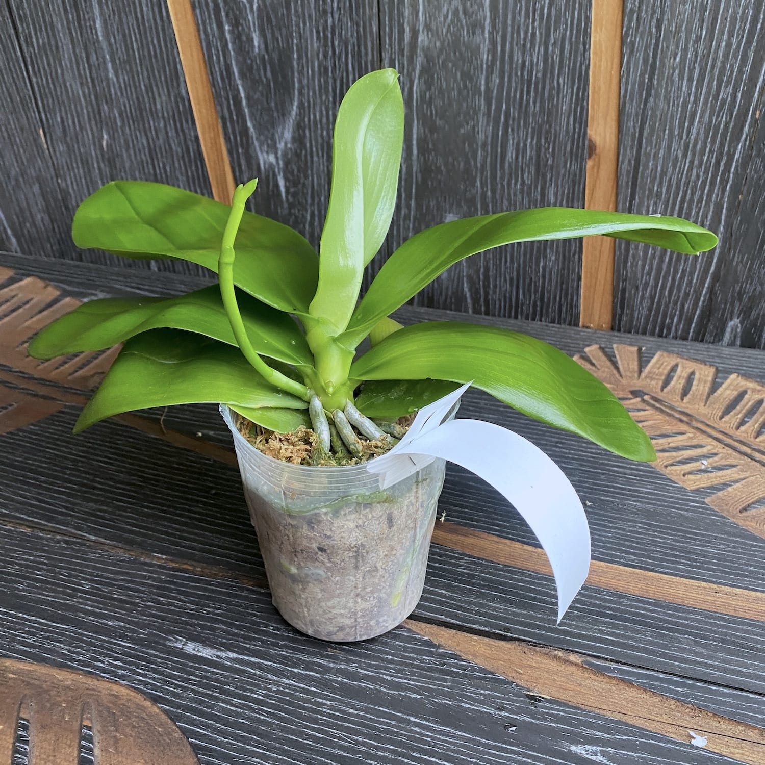 Phalaenopsis Zheng Min Parakeet 'Peter' *parfumat