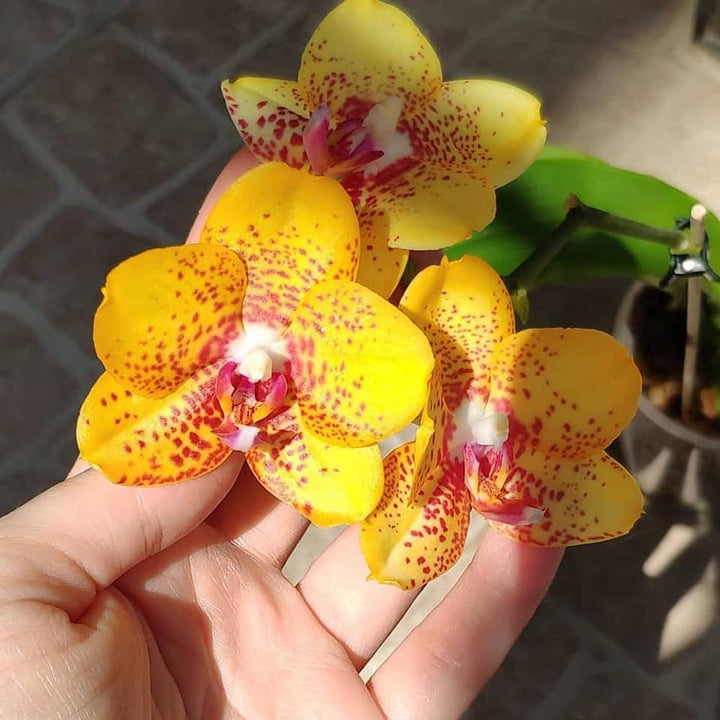 Phalaenopsis Ark's Kaiulani