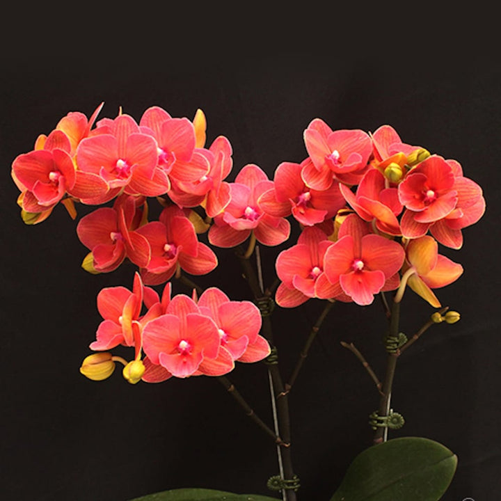 Phalaenopsis Charming Salmon