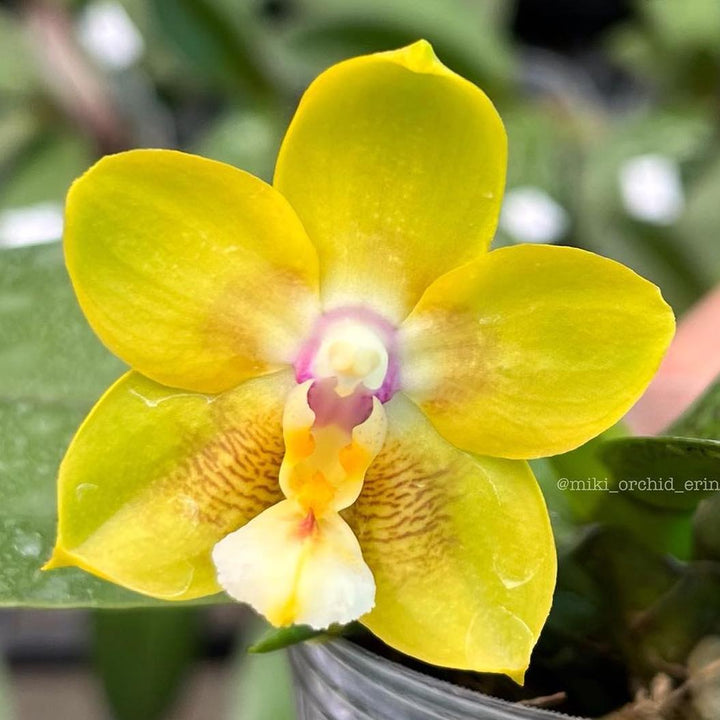 Phalaenopsis Chiada Sherry