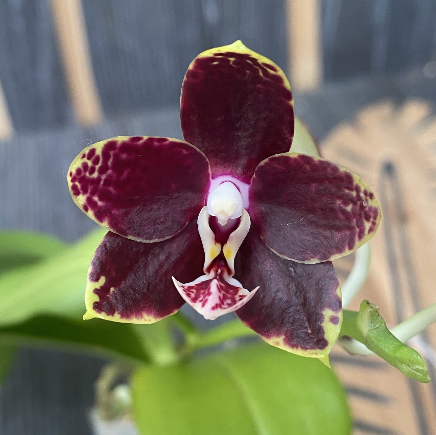 Phalaenopsis Chiada Stacy '607' × Yaphon Parfüm (Variation 02)