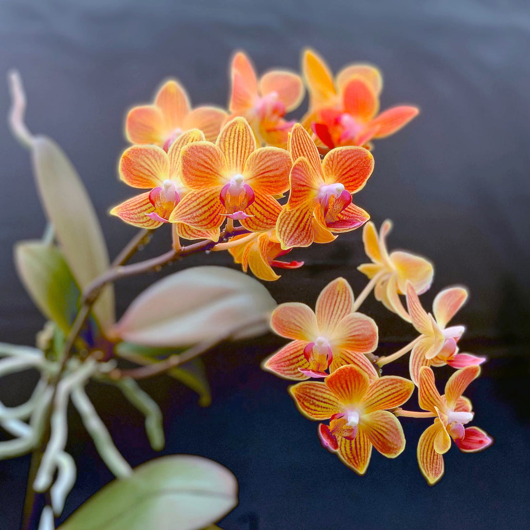 Phalaenopsis Chingruey's Goldstaff 'Fortune'