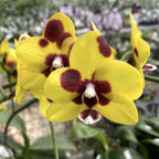 Phalaenopsis (Haur Jin Princess × Dragon Tree Gold)