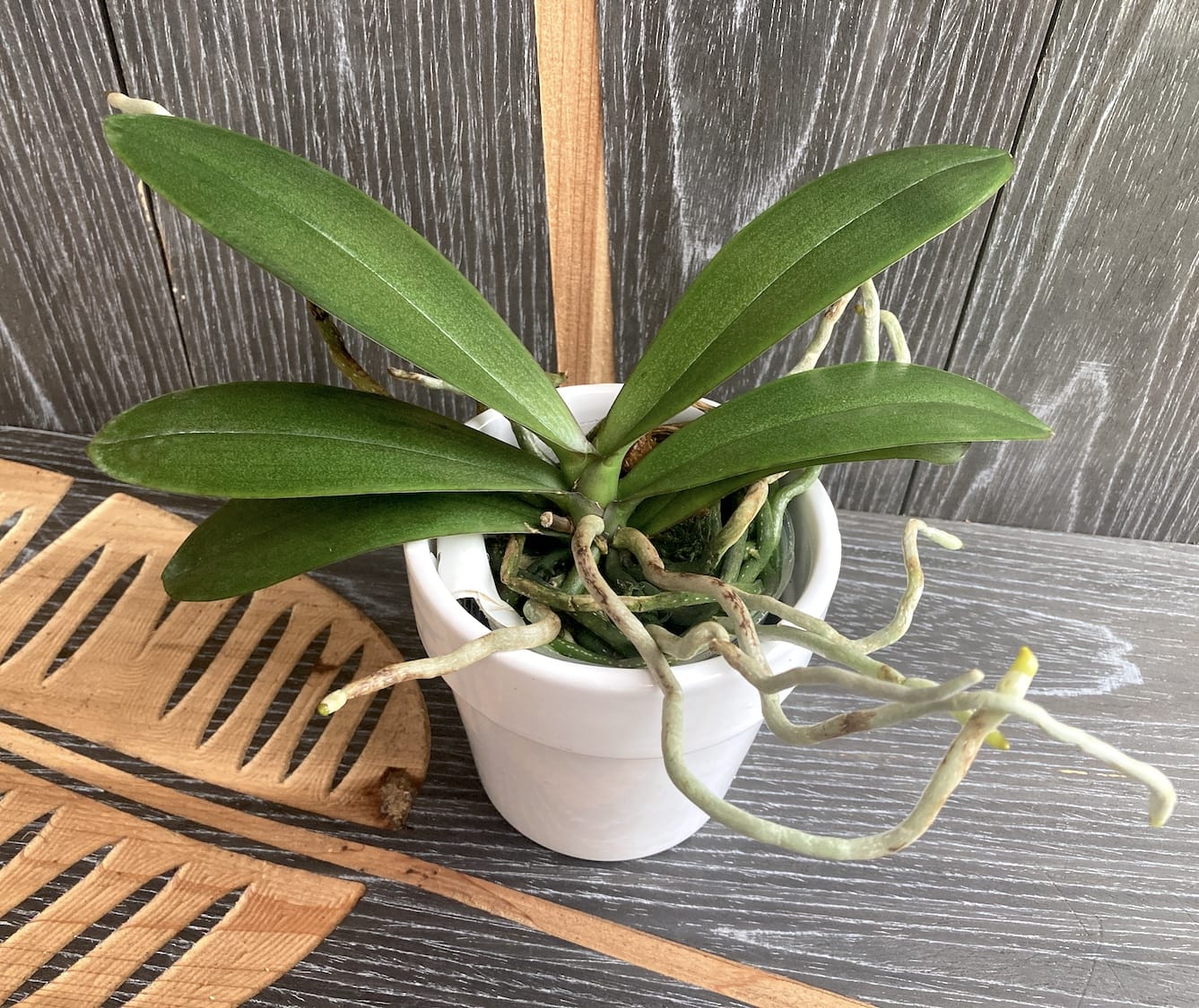 Phalaenopsis (I-Hsin The Big Bang × Taida Red Bird)