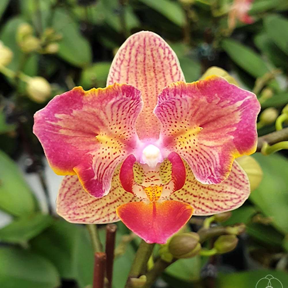 Phalaenopsis I-Hsin Confetio '437' (peloric)
