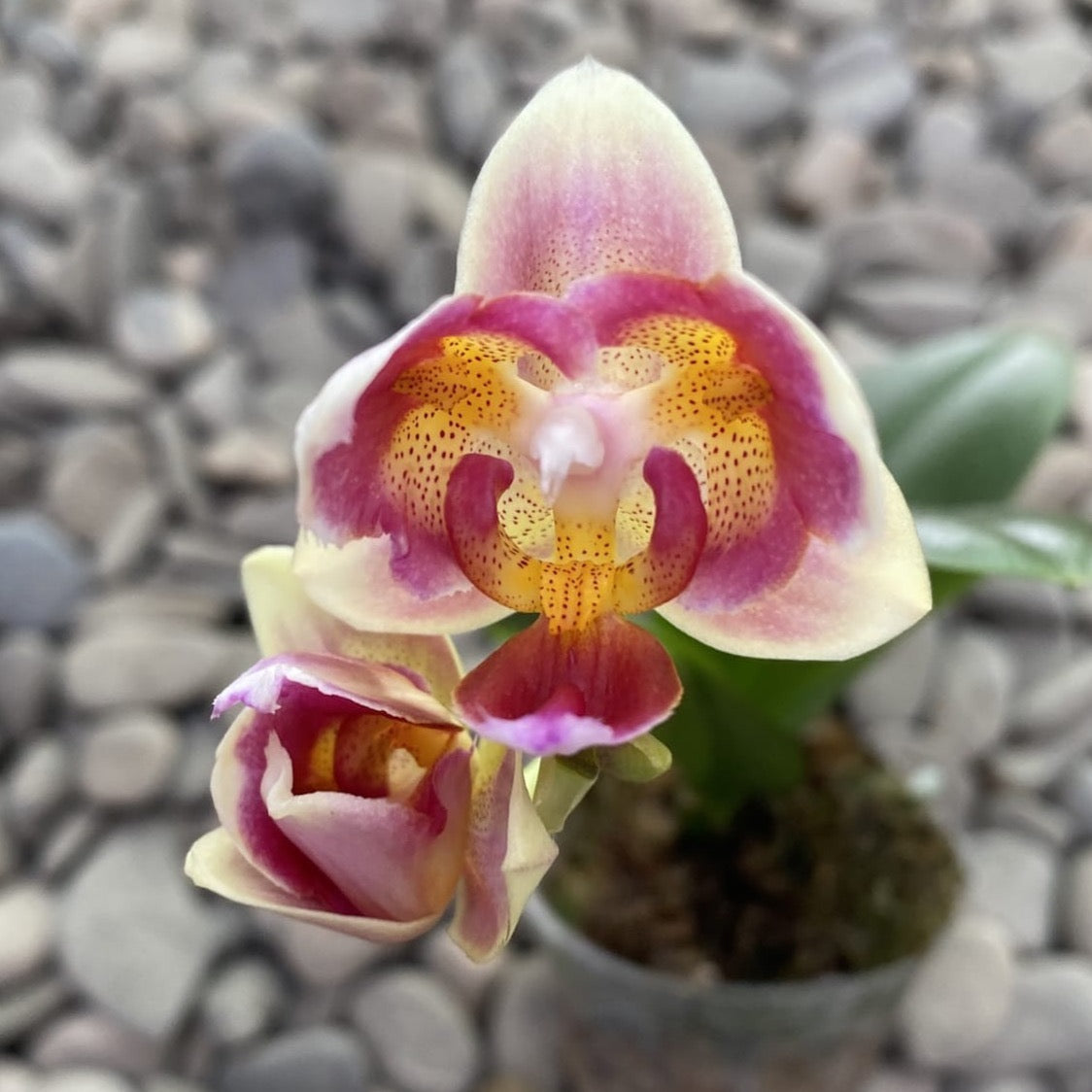 Phalaenopsis Jc Red Peacock (peloric - 3 lips)