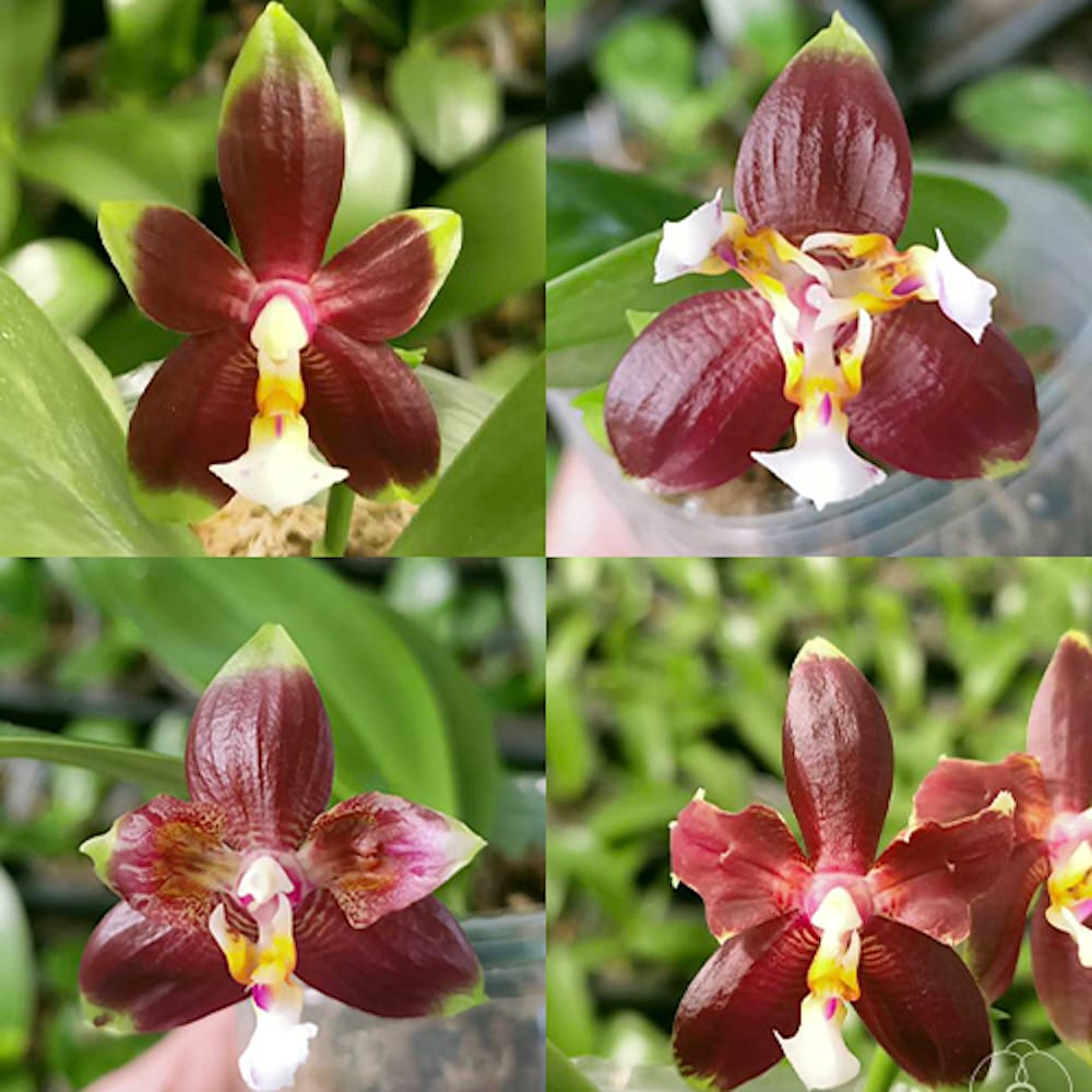 Phalaenopsis (KS Happy Eagle × cornu-cervi) '628'